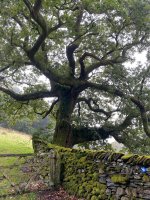 Magnificent Oak near The Howe, Troutbeck