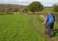 Pheasants galore!