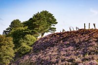 Heather in bloom above Dent Station