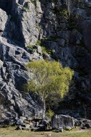 Trowbarrow tree & rock