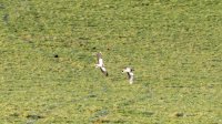 Lapwings flying at Coat Green 