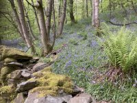 Bluebells along the route 