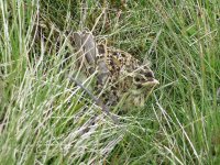 We nearly stepped on this baby Sky Lark