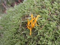 Coral Fungus spotted by Kerstin