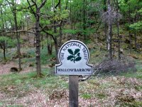 Wallowbarrow Wood