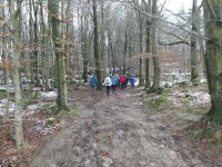 In the remains of the Beech Wood