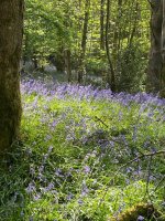Cartmel Fell Bluebells 2