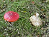 A beautiful Fly Agaric