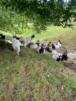 Bagot Goats Levens Hall Park