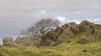 Tree and limestone near Grassgarth