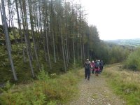 A stand of unusually tall trees by Hazel Seat Wood