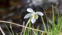 Snowdrop at Broughton Beck 