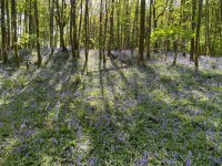 Cartmel Fell Bluebells 1