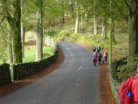 The beautiful Beech trees on the Graythwaite estate.