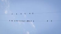 Swallows on the wires at Broadrake