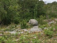Is that an elephant lurking in the limestone? (Lancelot Clark)