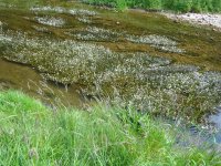 Water buttercups on Hoff Beck