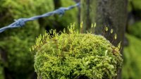 Nature's gatepost decoration