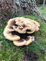 Giant furry fungus