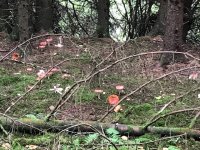 There were lots of Fly Agaric