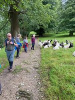 More Bagot goats with walkers