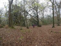 Through the beautiful late autumn colours of Eaves Woods