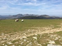 Sheep grazing in front of the Scafell (Panorama)