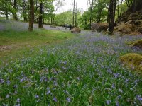 Bluebells everywhere