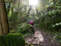 Mossy woodland