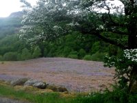 Bluebells in the bracken