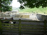 Sheep Gathering at Stool End