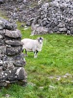 Eyes on Ewe