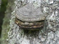 A splendid bracket fungus