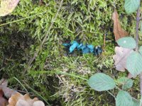 Blue Leaf Fungus