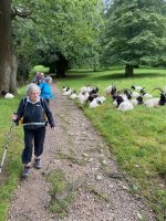 Bagot goats and friends