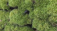 Mossy Wall at Low Scathwaite