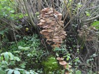 A nice bracket fungus in the woods