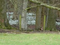 Snowdrops and pheasant in Haverbrack Wood