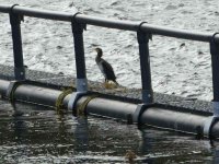 A cormorant on the dam