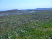 Masses of cotton grass on Darwen Moor