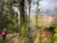 Woodland view into Langdale