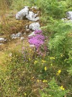 Wonderfully diverse Limestone flora