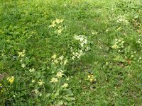 There were Cowslips and Primroses (and Celandines and Dandelions)