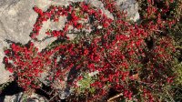 Cotoneaster berries on the limestone of Holme Park Fell 