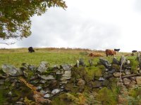 Highland cattle on Lone Riggs bank