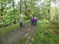 Through the woods beside the Kent