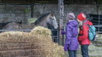 Greeting the horses at Dalton Old Hall Farm