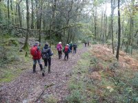 The woods at Low Bowkerstead