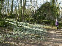 Snowdrops at the ruined cottage in Beetham woods 