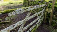 Mossy Gate 